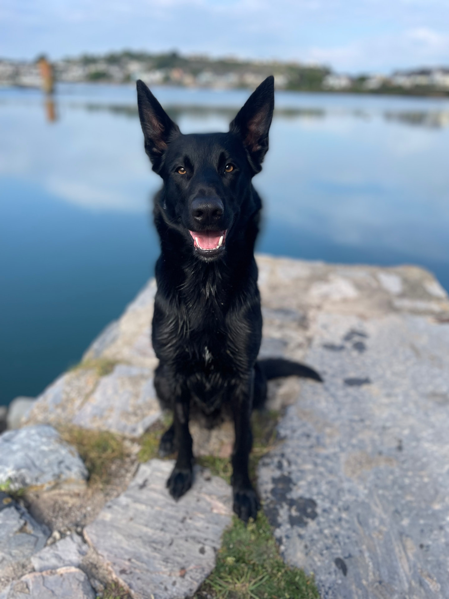 A black German Shepherd sitting calmly on rocks beside the water in Plymouth